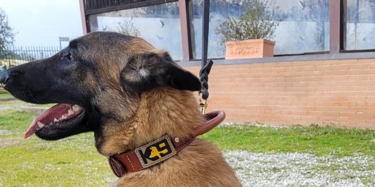 Il primo bottino di Sirio