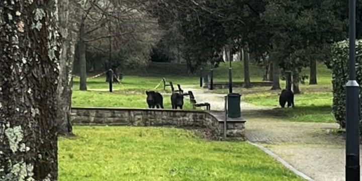 I cinghiali nel parco