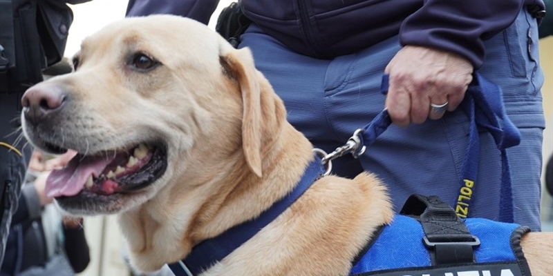 Cucciolo maltrattati