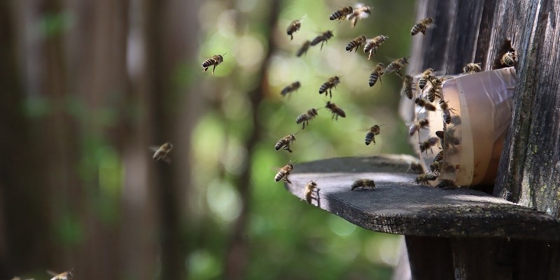 Torna la festa delle api