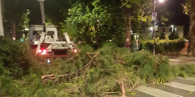 L'abbattimento dei pini in viale Redi