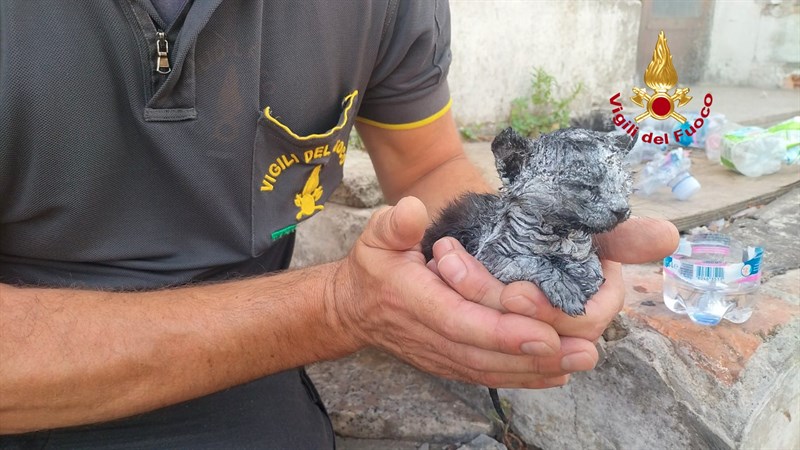 Il salvataggio del gattino