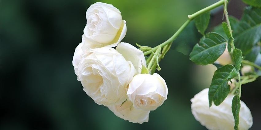 Addio a una grande donna.