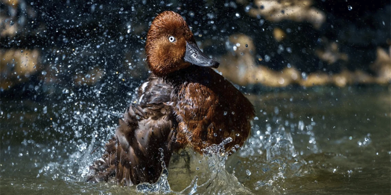 Ondata di caldo. In difficoltà i volatili