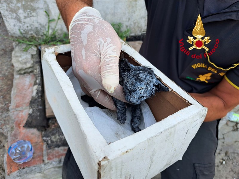 Il salvataggio del gattino