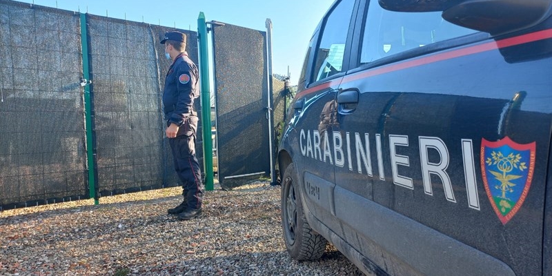 Taglia alberi senza permesso