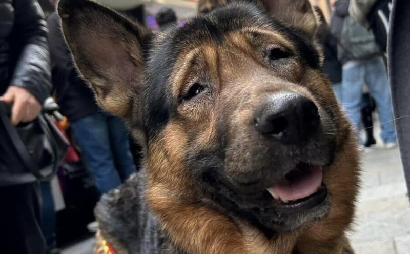 Un bel primo piano di Marley