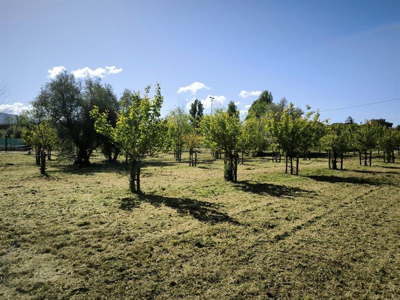 Il bosco dei bambini del Demetra finalmente curato dal comune