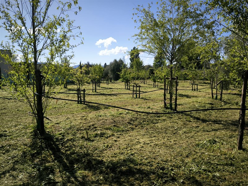 Il bosco dei bambini del Demetra finalmente curato dal comune