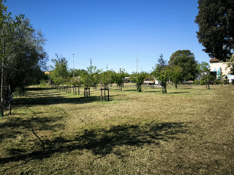 Il bosco dei bambini del Demetra finalmente curato dal comune