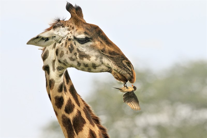 Davide e Golia, Tanzania 2010_©Valter Bernardeschi_low res