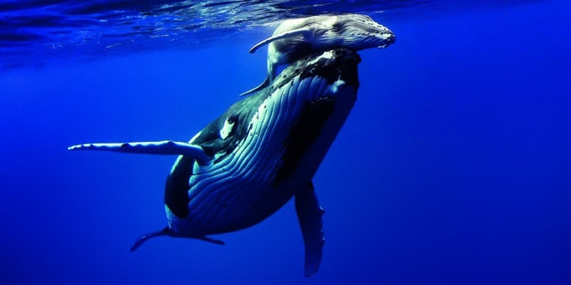 Una delle foto in mostra