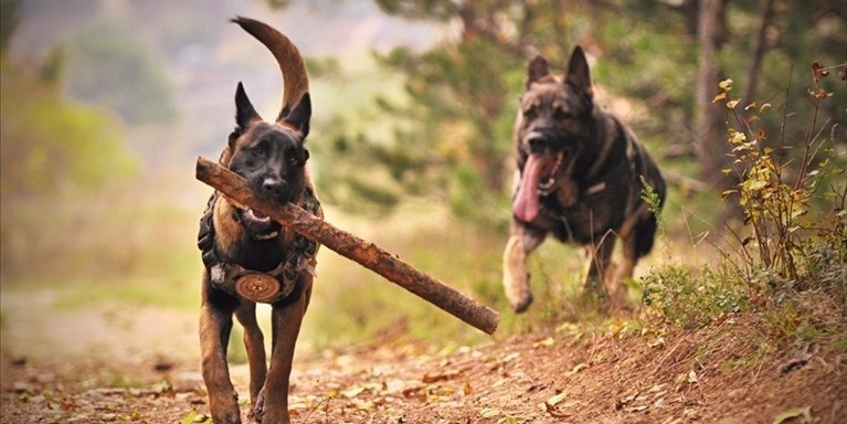 aree cani in restyling