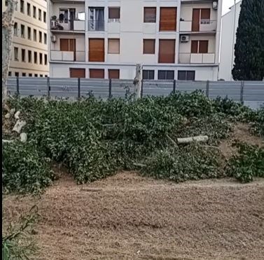 gli abbattimenti lungo il Mugnone