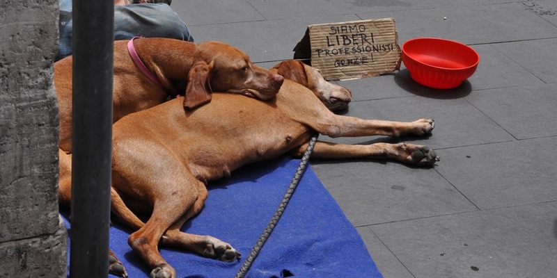 Accattonaggio con animali
