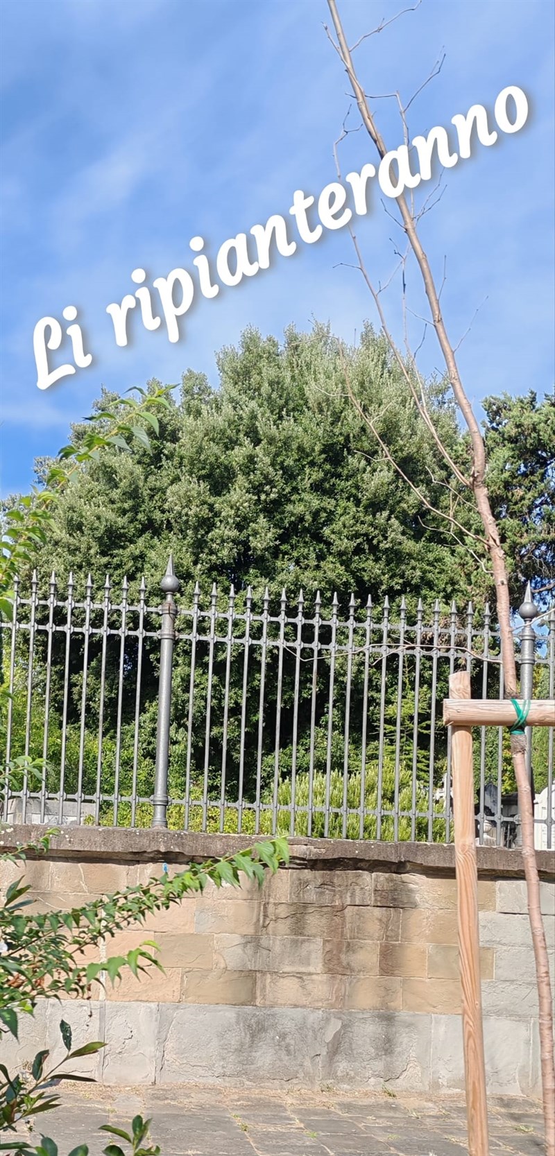 Ecco come vengono curati i nuovi alberi, qui siamo proprio in piazza Donatello!