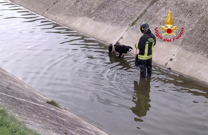 Il cane nel canale di scolo con i Vigili del Fuoco