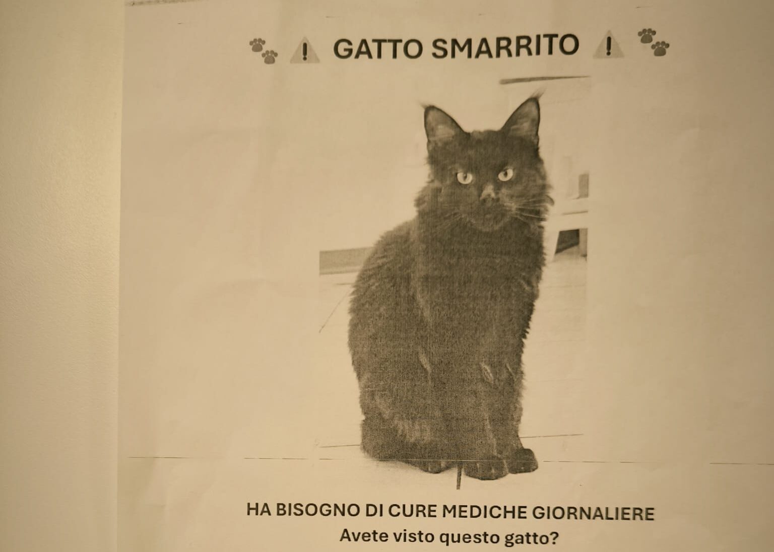 Gatto smarrito