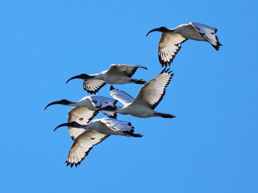 Foto Ibis sacro Stefano Laurenti