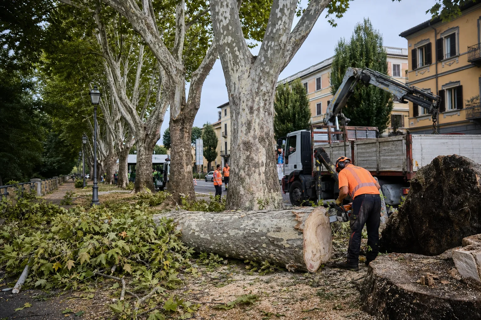 Abbattimento di platani malati in viale D'Annunzio a Pisa dal 27 ottobre